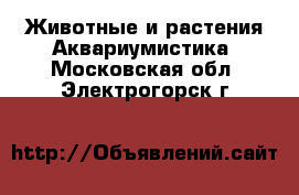 Животные и растения Аквариумистика. Московская обл.,Электрогорск г.